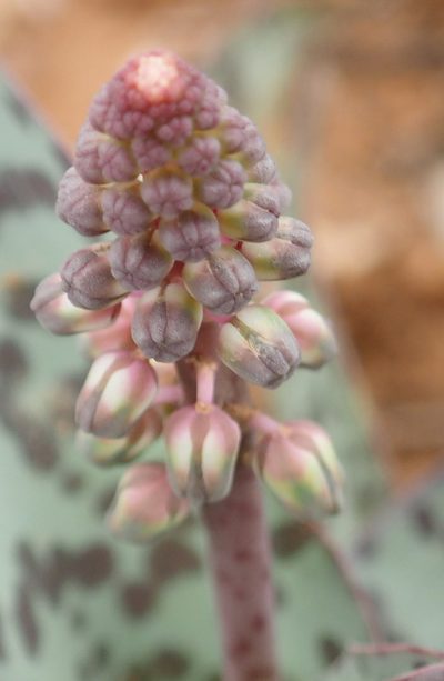 Ledebouria ensifolia, photographed by Nicola van Berkel