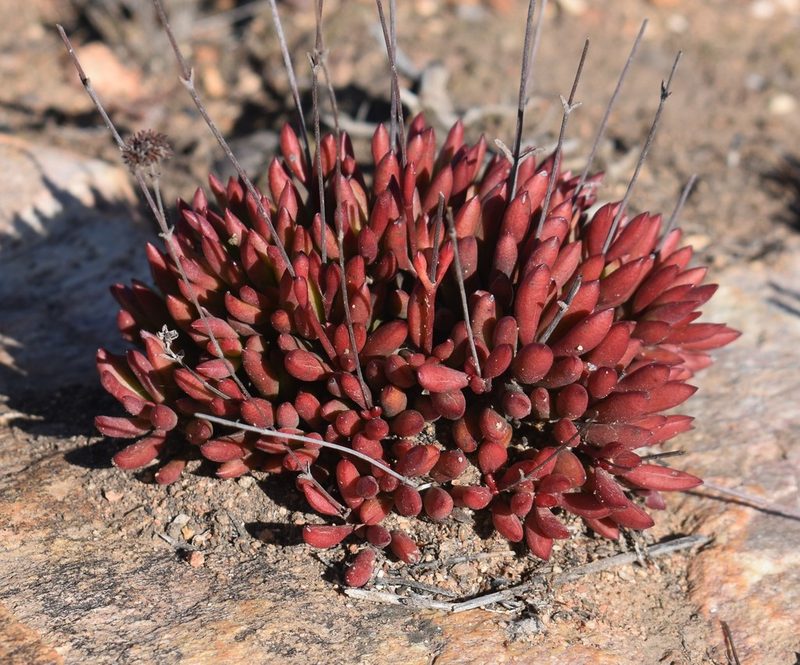 Crassula atropurpurea, photographed by Justin Ponder