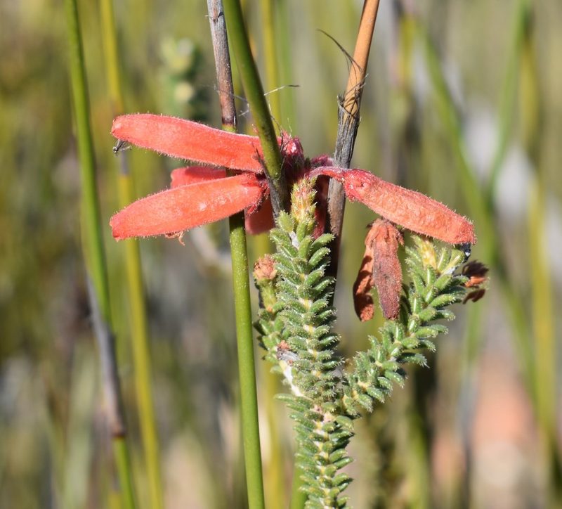 Erica cerinthoides, photographed by Justin Ponder