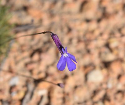 Lobelia tomentosa, photographed by Justin Ponder