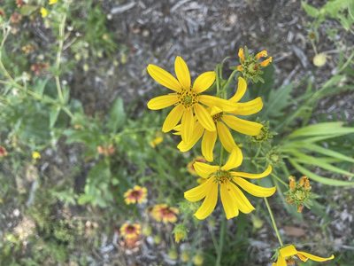 Engelmannia peristenia, photographed by Nathan May