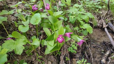 Cypripedium macranthos, photographed by Svyatoslav Knyazev