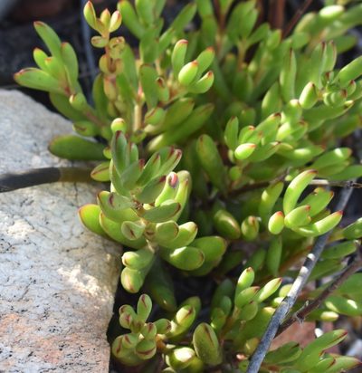 Crassula mollis, photographed by Justin Ponder