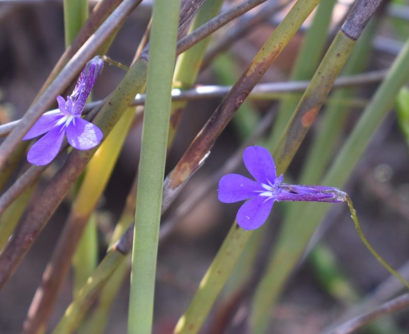 Lobelia tomentosa, photographed by Justin Ponder