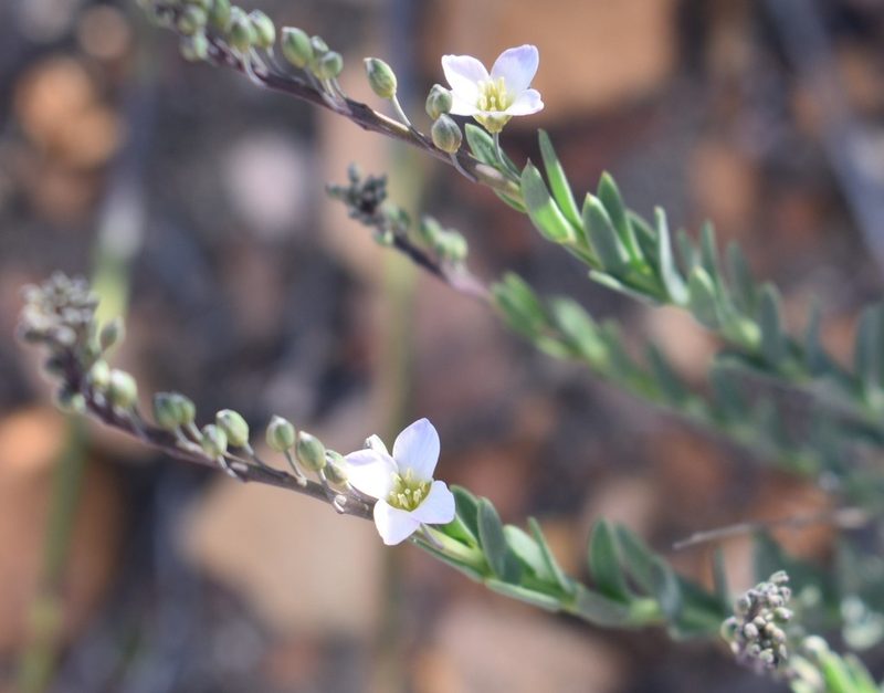 Heliophila glauca, photographed by Justin Ponder
