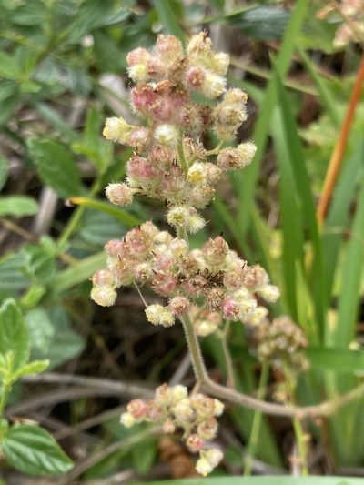Heuchera pilosissima, photographed by Adam J. Searcy