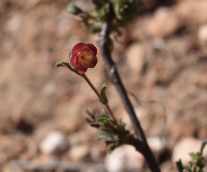 Hermannia flammula, photographed by Justin Ponder