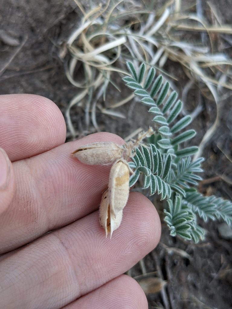 Astragalus pictiformis, photographed by Eric Knight