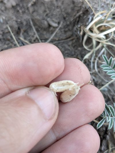 Astragalus pictiformis, photographed by Eric Knight