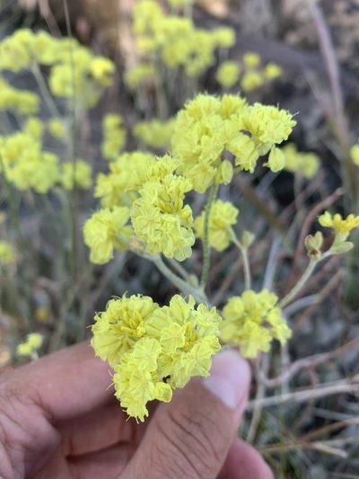Eriogonum strictum, photographed by Joshua Zupan