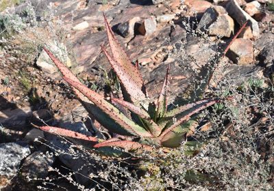Aloe ferox