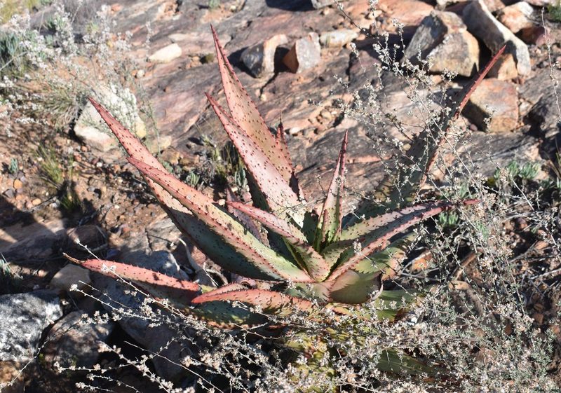 Aloe ferox, photographed by Justin Ponder