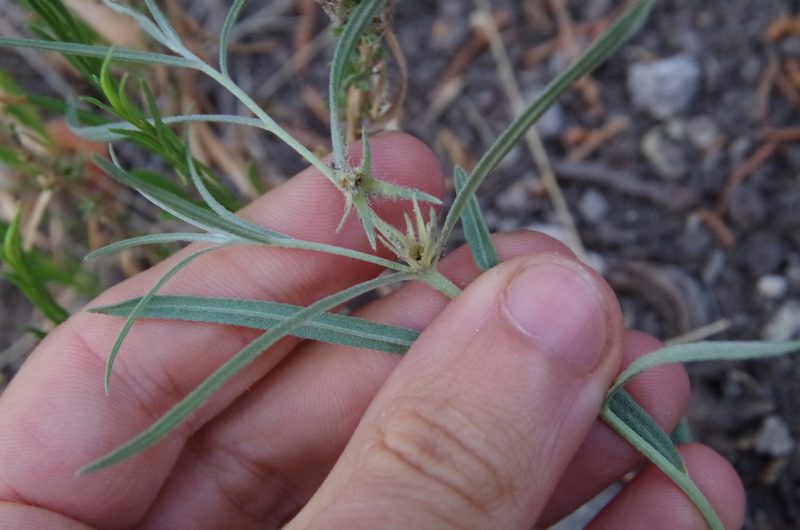 Pombalia verticillata, photographed by Eric Knight