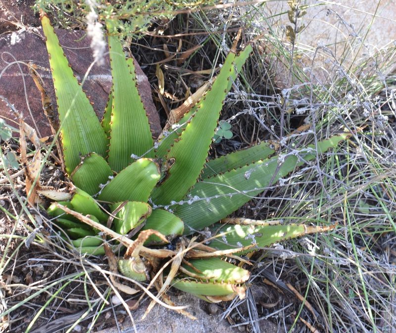 Aloe lineata, photographed by Justin Ponder