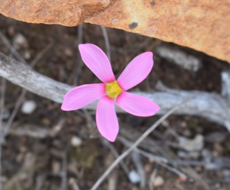 Oxalis depressa, photographed by Justin Ponder