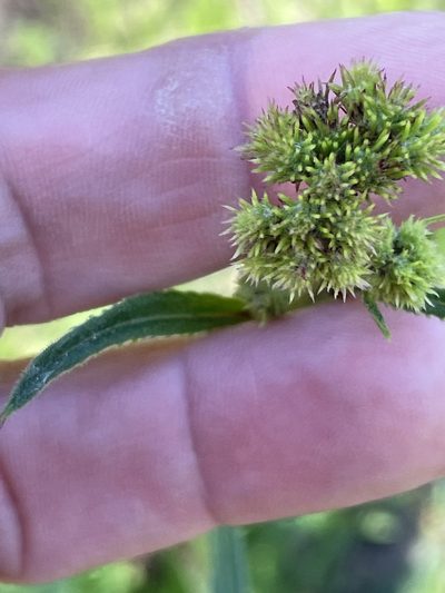 Vernonia acaulis, photographed by Becky Dill