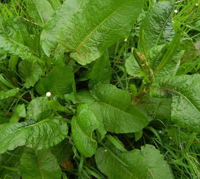 Rumex obtusifolius, photographed by Jon Mortin