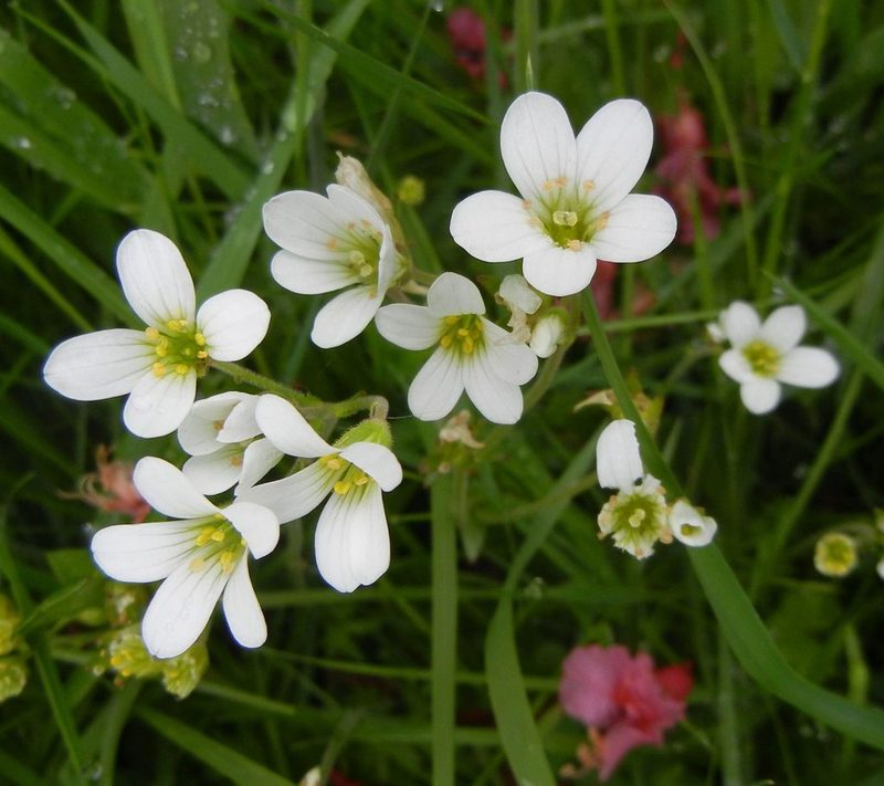 Saxifraga granulata, photographed by Jon Mortin
