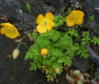Parameconopsis cambrica, photographed by Jon Mortin