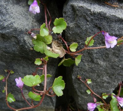 Cymbalaria muralis, photographed by Jon Mortin