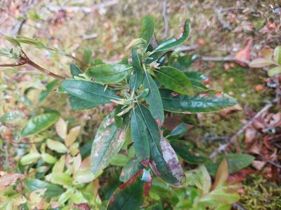 Kalmia angustifolia, photographed by Carter Dorscht