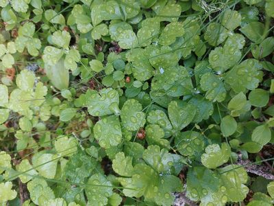 Coptis trifolia, photographed by Carter Dorscht