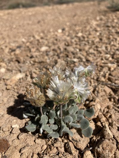 Chamaechaenactis scaposa, photographed by Cecelia Alexander