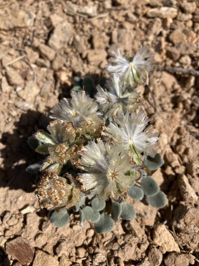 Chamaechaenactis scaposa, photographed by Cecelia Alexander