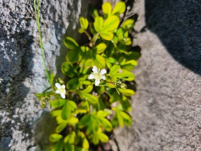 Sibbaldia tridentata, photographed by stinger