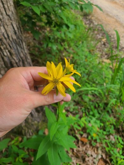 Verbesina helianthoides, photographed by Jeff Wilson