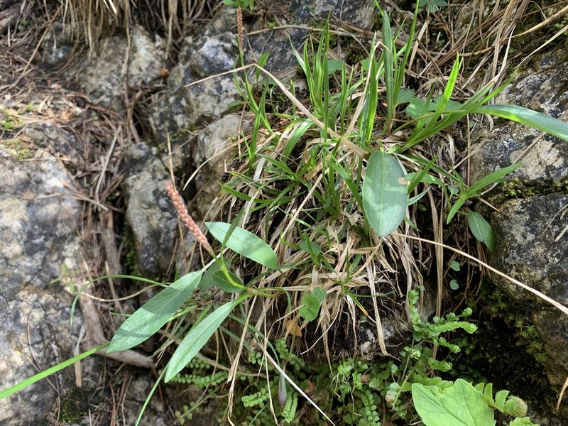 Persicaria vivipara, photographed by Katrin Simon