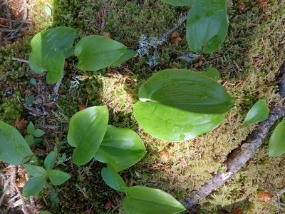 Maianthemum canadense, photographed by Carter Dorscht