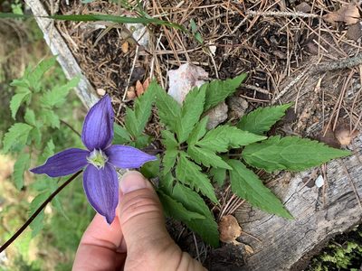 Clematis alpina, photographed by Katrin Simon