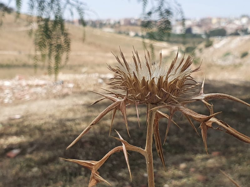 Notobasis syriaca, photographed by Mehdi Chetibi
