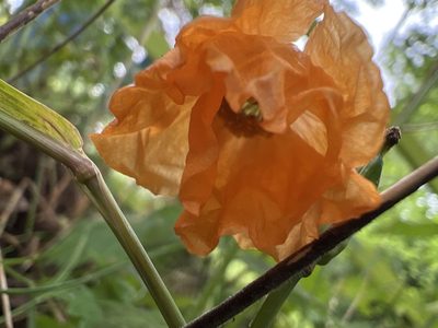 Parameconopsis cambrica, photographed by Claire T.