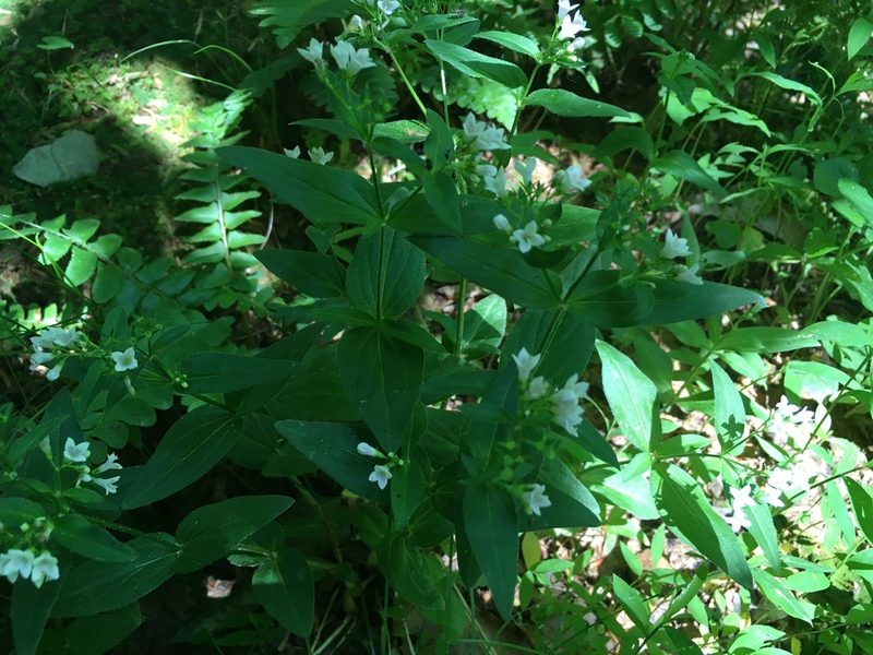 Houstonia purpurea, photographed by mararaquel