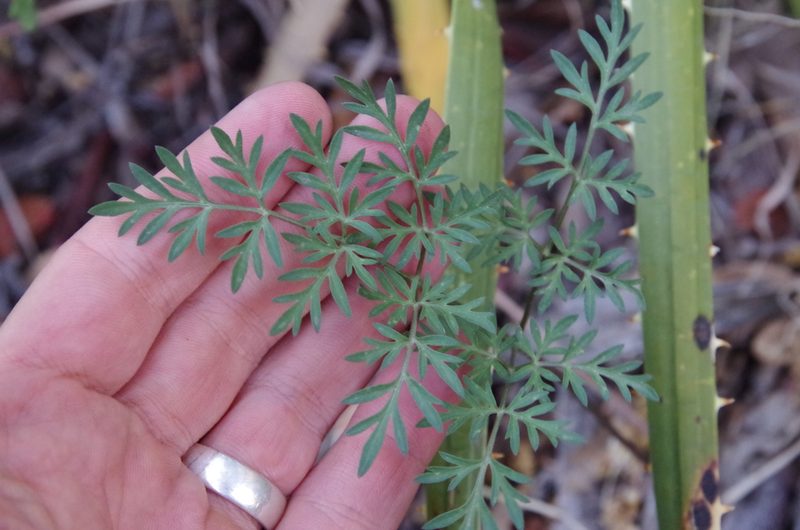Cymopterus longiradiatus, photographed by Eric Knight