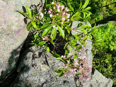 Kalmia latifolia, photographed by stinger
