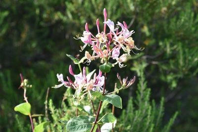 Lonicera etrusca, photographed by Jacqueline Jeanne