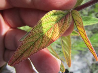 Desmodium subsessile, photographed by Carlos Martorell