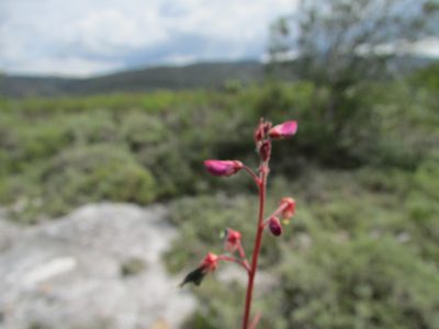 Desmodium subsessile, photographed by Carlos Martorell