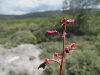 Desmodium subsessile, photographed by Carlos Martorell