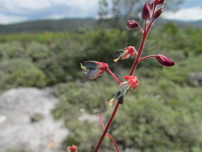 Desmodium subsessile, photographed by Carlos Martorell