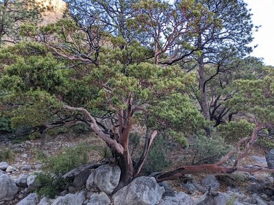 Arbutus xalapensis, photographed by Eric Knight