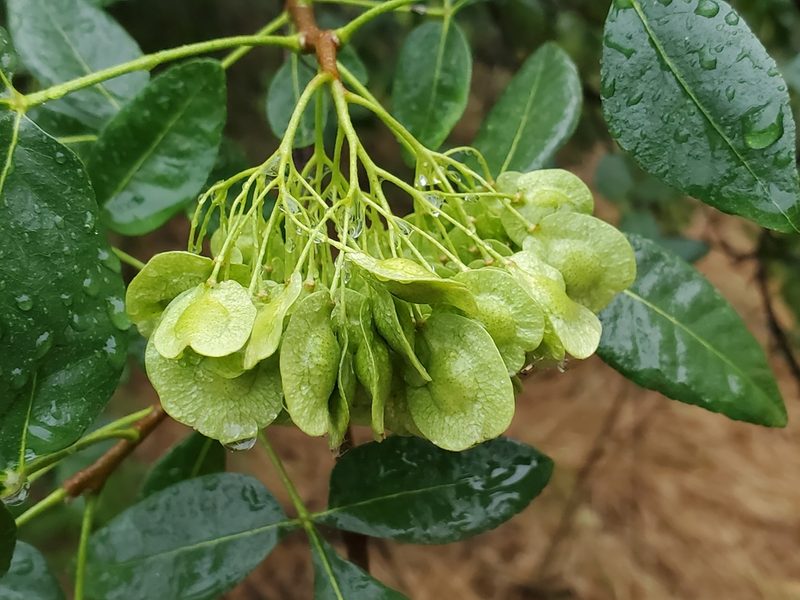 Ptelea crenulata, photographed by Mary K. Hanson