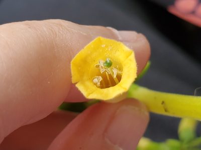 Nicotiana glauca, photographed by Mary K. Hanson