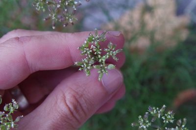 Cymopterus filifolius, photographed by Eric Knight