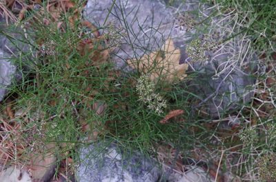 Cymopterus filifolius, photographed by Eric Knight
