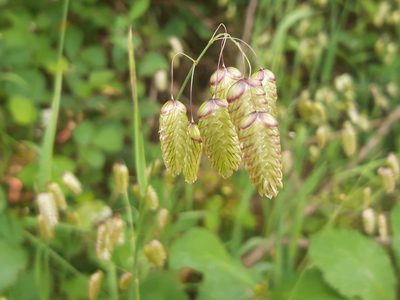 Briza maxima