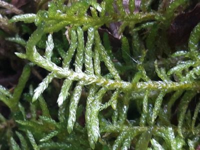 Pseudoscleropodium purum, photographed by Rafael Medina